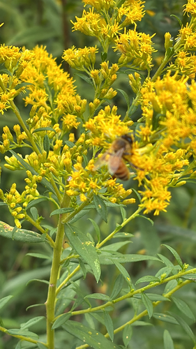 Western Honey Bee