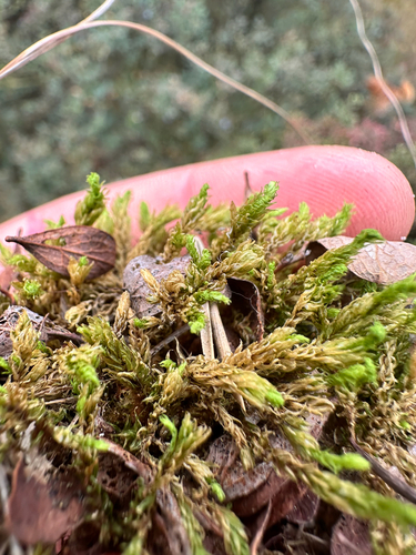 ribbed bog moss