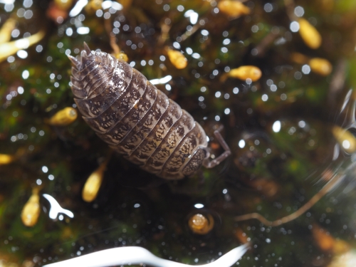 Rathke's Woodlouse