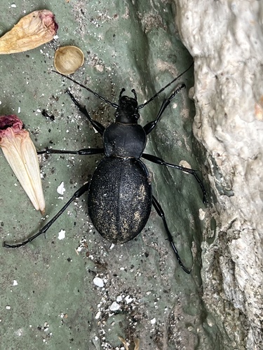 Leather Beetle
