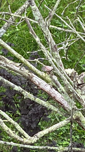 Spotted Lanternfly