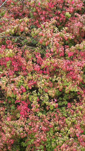 winged euonymus