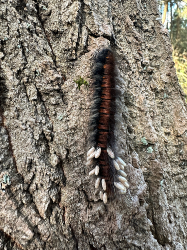 Fox Moth