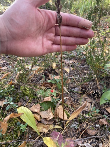 Platanthera bifolia, 2026-09-20