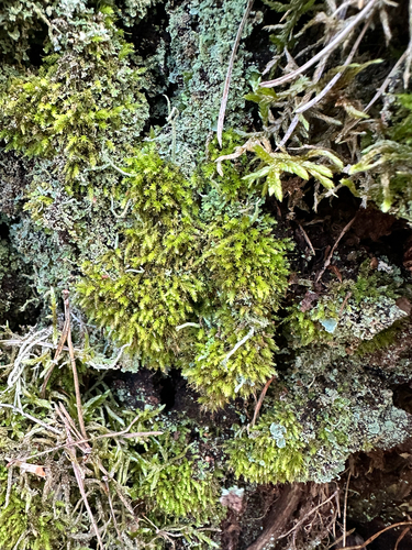 Bud-headed Groove-moss