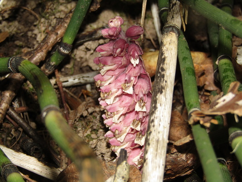 Lathraea squamaria, photograph 1