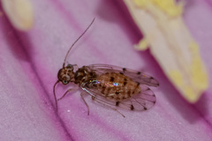 Ectopsocus californicus