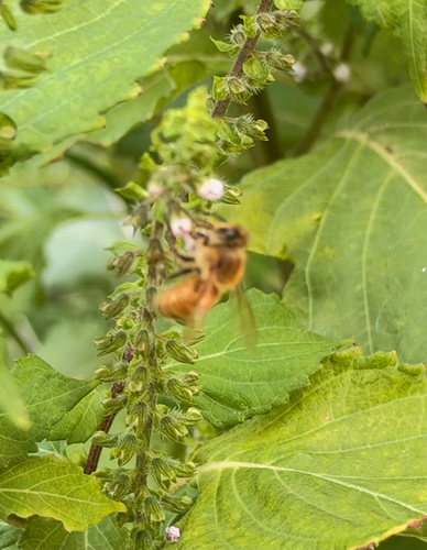 Western Honey Bee