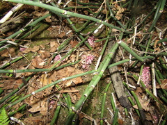 Lathraea squamaria, photograph (c) snaily_naily, some rights reserved (CC BY)