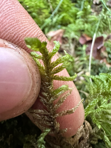 Neat Feather-moss