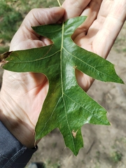 Quercus palustris, photograph author not stated, no rights reserved