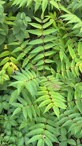 tree-of-heaven