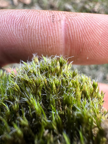 Heath Star-moss