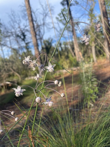 Carolina milkweed