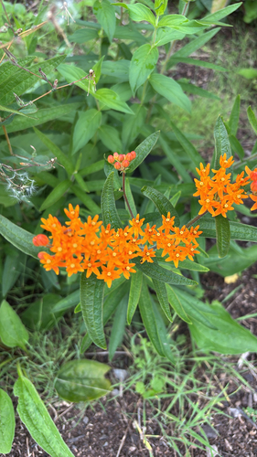 butterfly milkweed