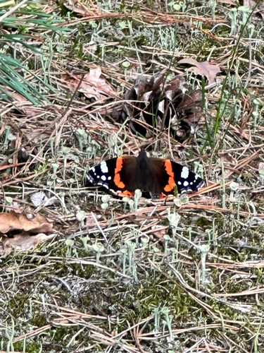 Red Admiral