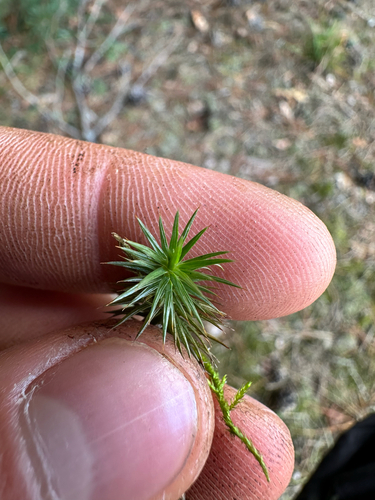 juniper haircap moss