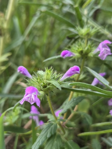 Broad-leaved Hemp-nettle
