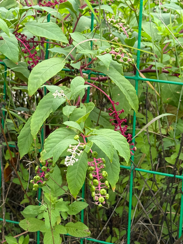 American pokeweed