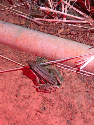 Sri Lanka wood frog