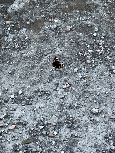 Red Admiral