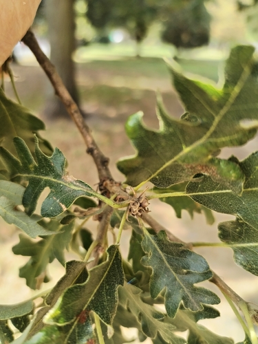 Quercus cerris, photograph 6