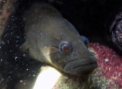 Rock Prickleback photo 3