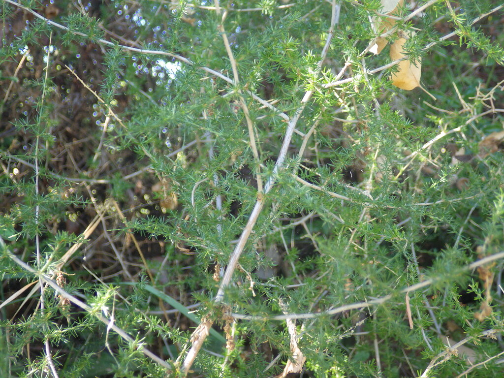 Asparagus acutifolius; photograph (c) Pere Barnola, some rights reserved (CC BY-SA)