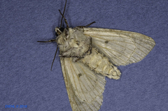 Acronicta americana