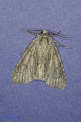 Acronicta americana