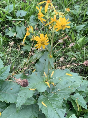 cup plant
