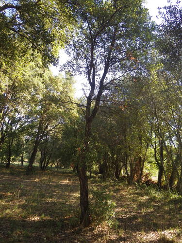 Quercus suber, photograph 2