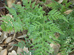 Asplenium onopteris