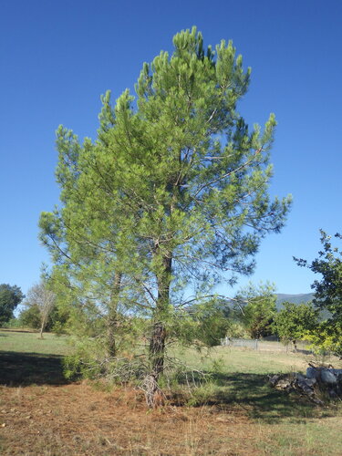 Pinus halepensis, photograph 3