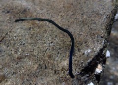 Emplectonema gracile