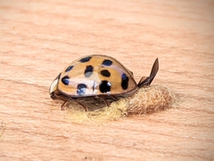 Dinocampus coccinellae paralysis virus