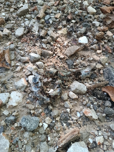 Common Slowworm