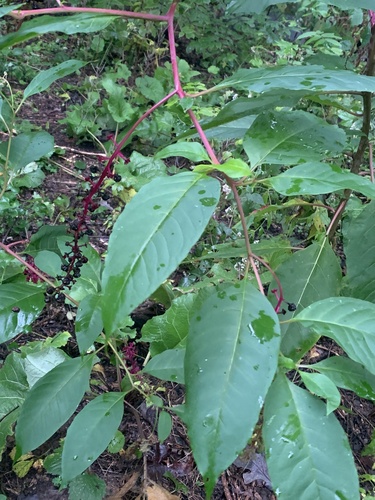 American pokeweed