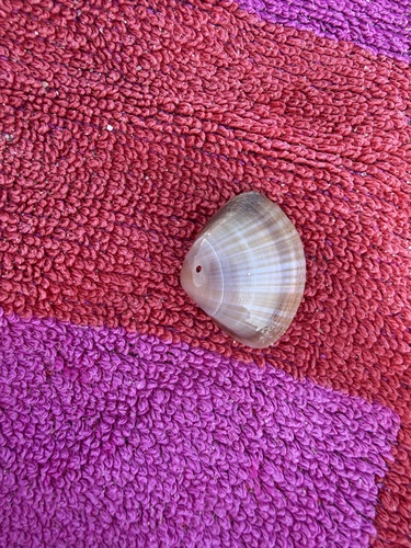 Rayed Trough Shell