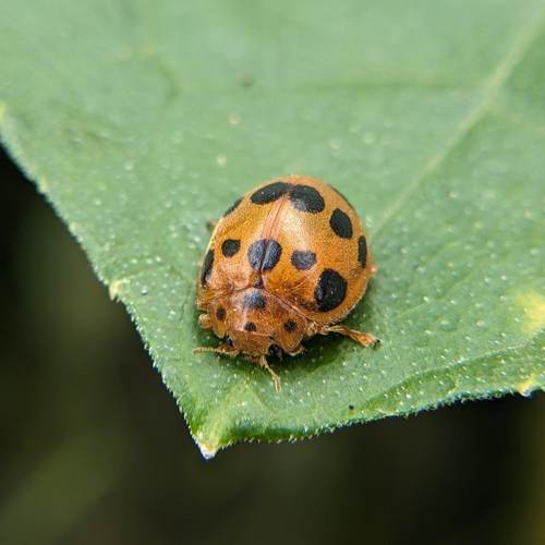 Squash Lady Beetle