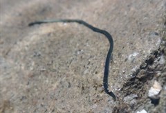 Emplectonema gracile