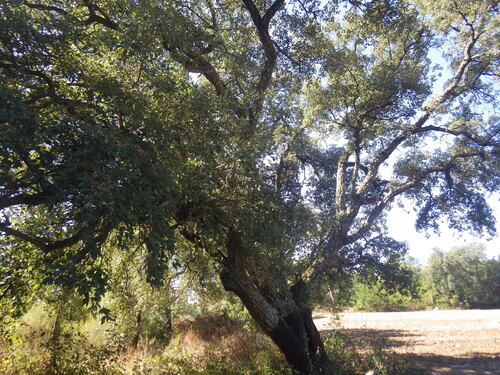 Quercus suber, photograph 1