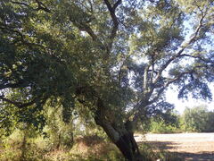 (c) Pere Barnola, some rights reserved (CC BY-SA) Quercus suber, photograph (c) Pere Barnola, some rights reserved (CC BY-SA)