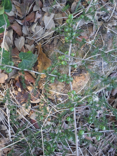 Asparagus acutifolius