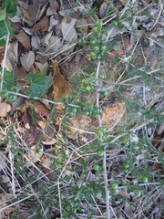 Asparagus acutifolius