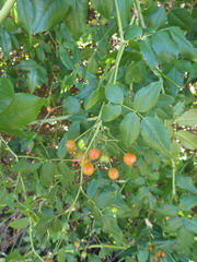Rosa sempervirens