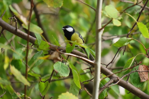 Great Tit