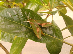 Xylophanes chiron