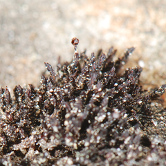 Andreaea alpestris
