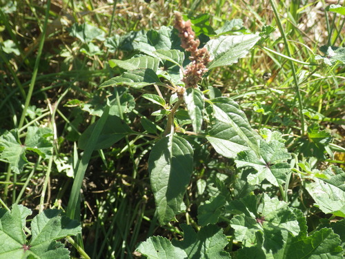 Amaranthus deflexus